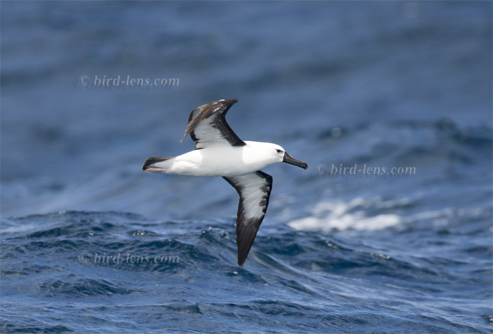 Indischer Gelbnasenalbatros